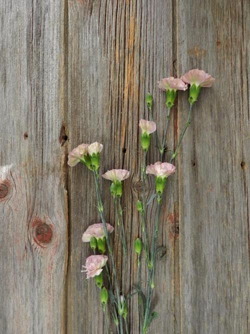 MOCCA SWEET BI-COLOR CREAM/PINK MINI CARNATIONS